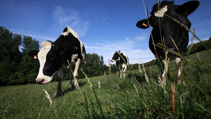 Holstein dairy cows grazing
