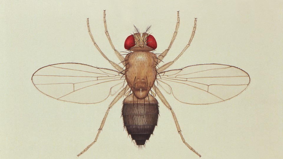 A drawing of the common fruit fly