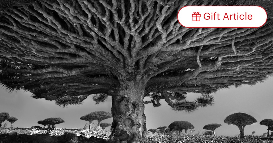 洋楽 Beyond The Sea Of Trees /Oh No,Oh Yes 7