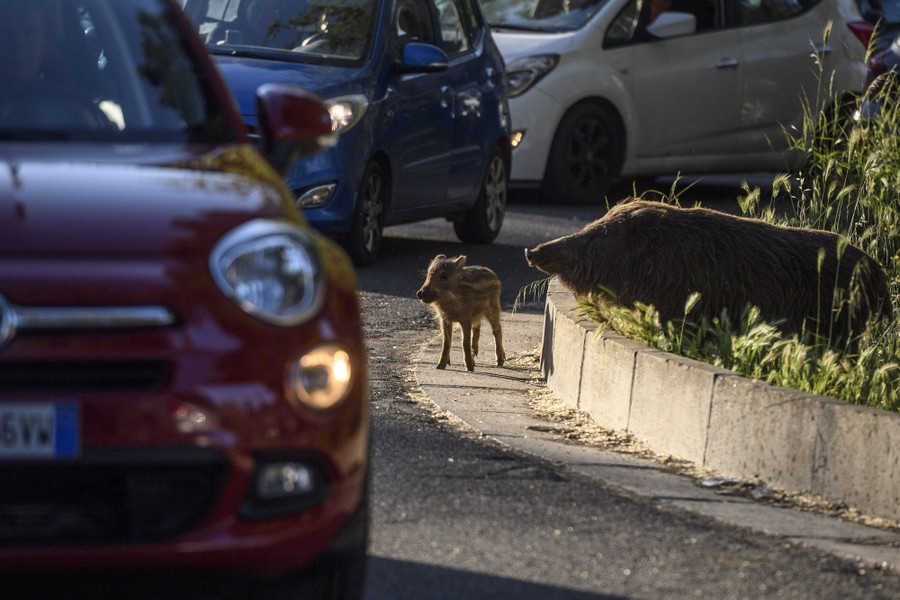 A wild boar and piglet stand beside a busy city street.