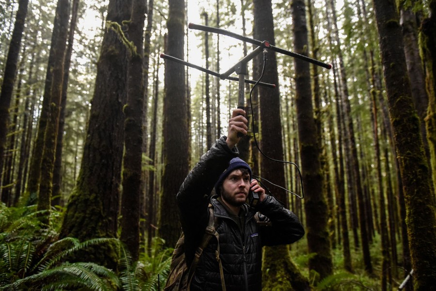 A person stands in a forest holding an antenna aloft.