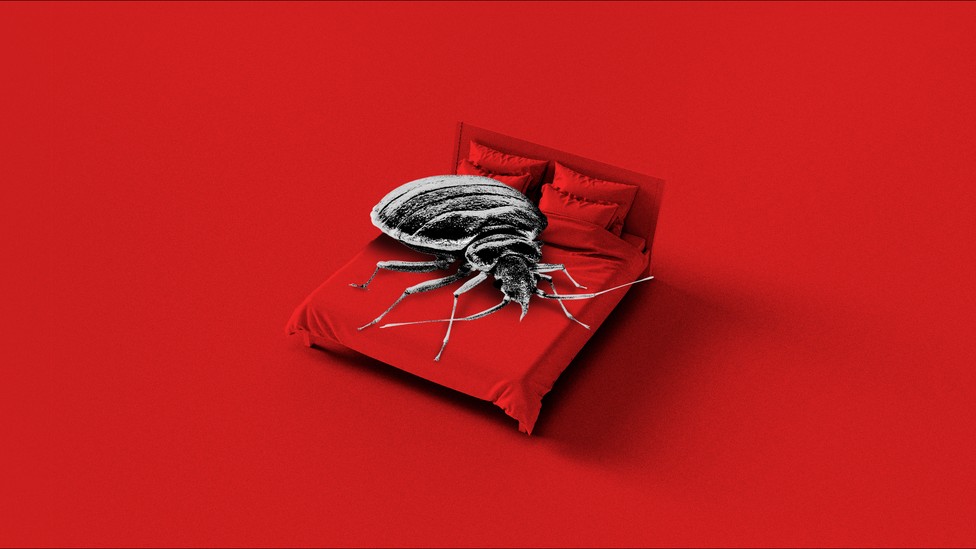 Bedbugs Are Getting Scarier - The Atlantic