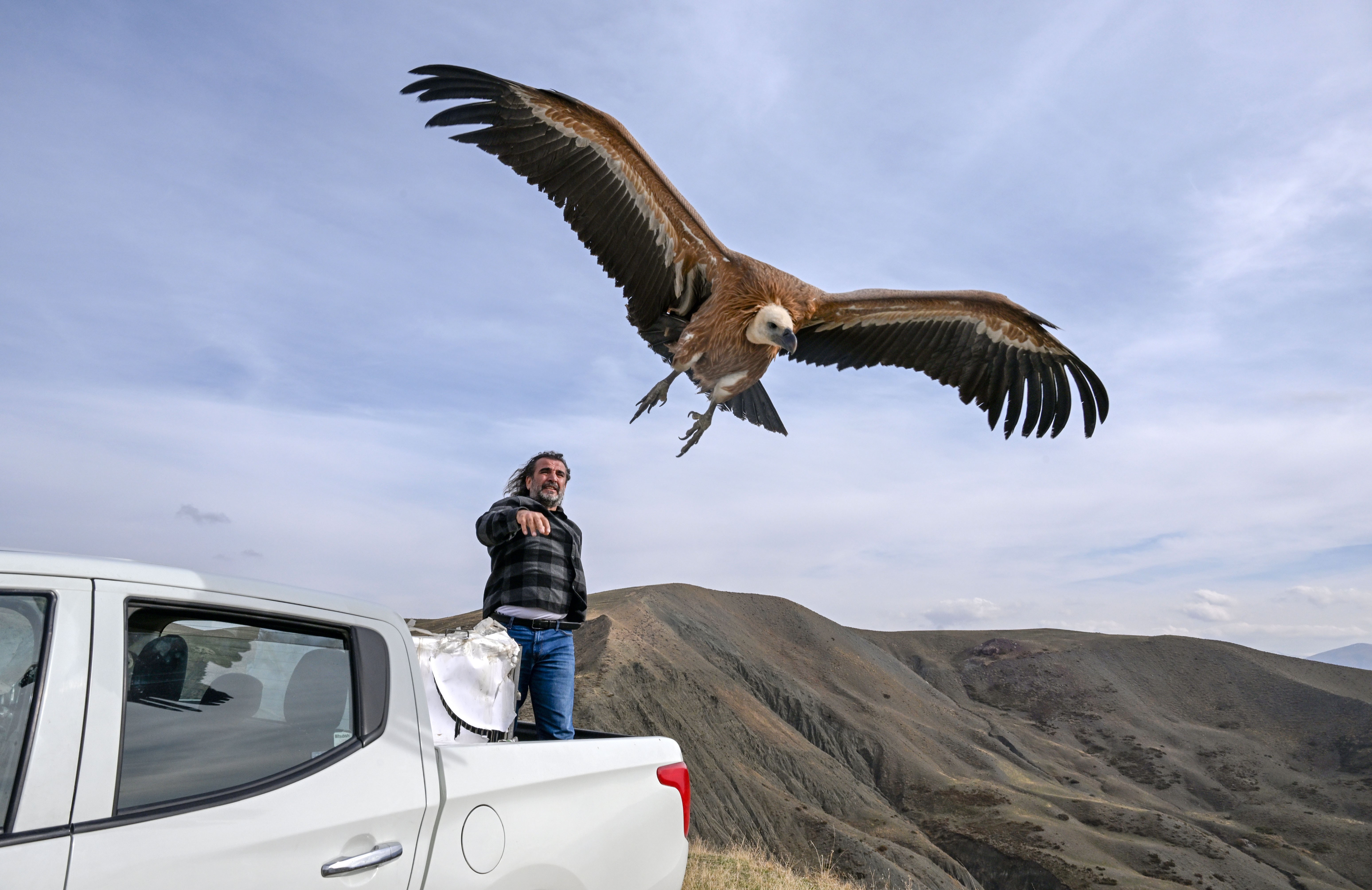 A griffon vulture flies into the sky after being released from the back of a pickup truck.