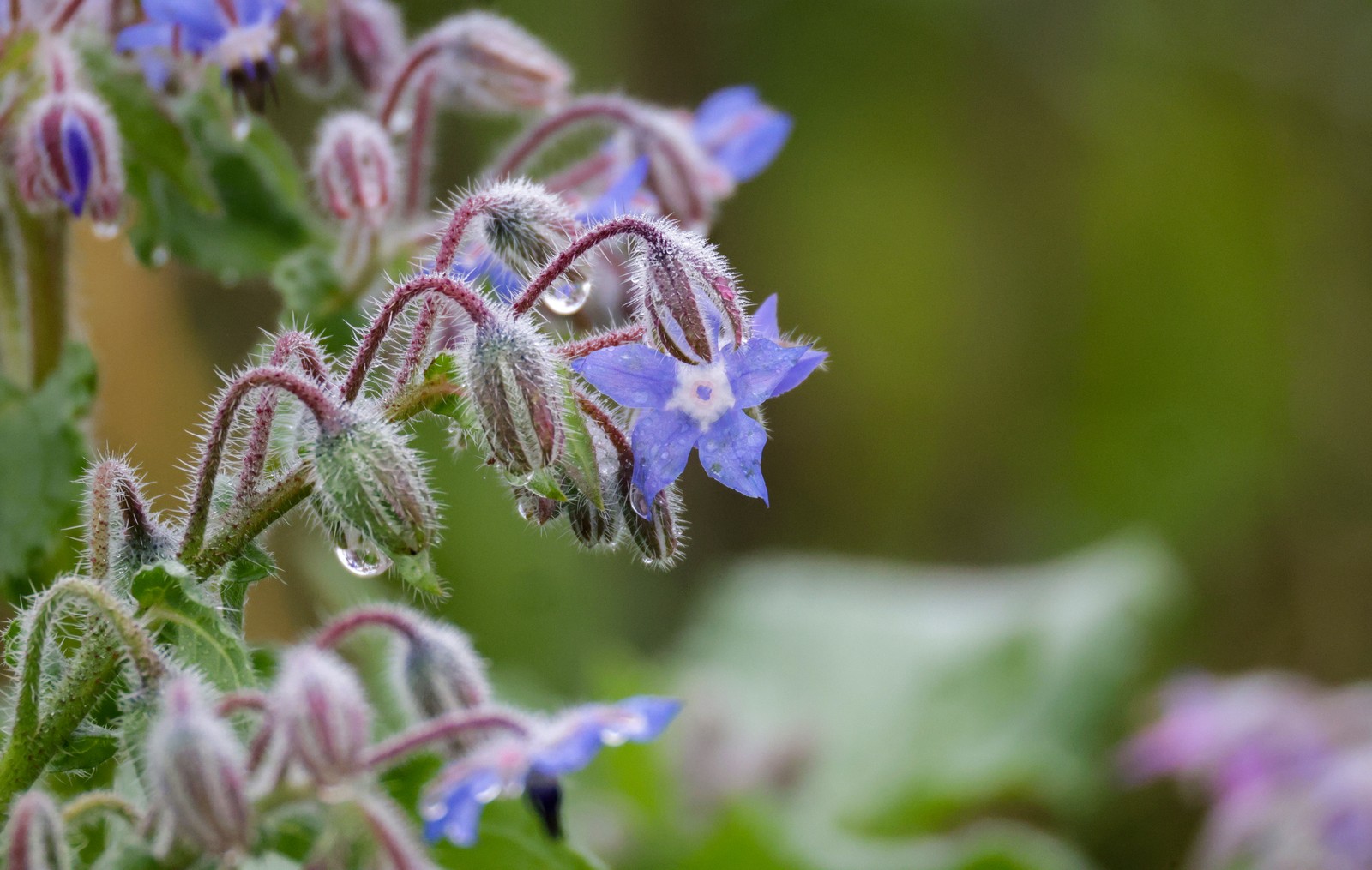 Water droplets hang from flowers.