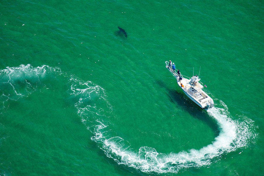 Several people in a small boat are seen, in an aerial photograph, pursuing a shark in shallow water.