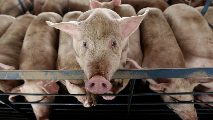 A pig looks out from its pen