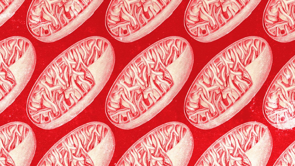 A tiling of mitochondria in red and cream colors