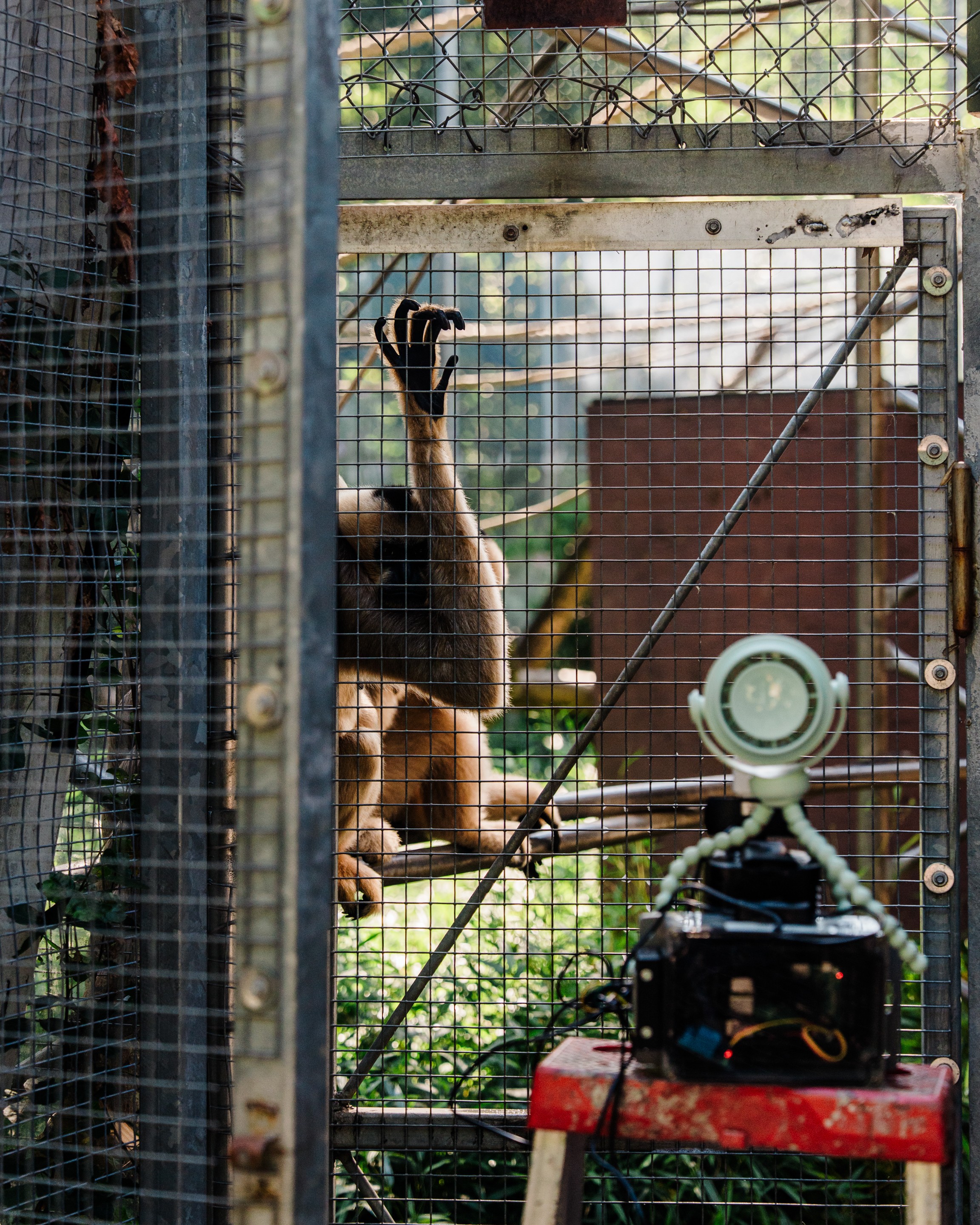 Could High-Tech Toys Help Animals Act More Wild?