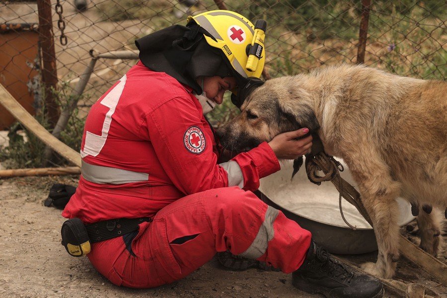 A rescue team member takes care of a dog.