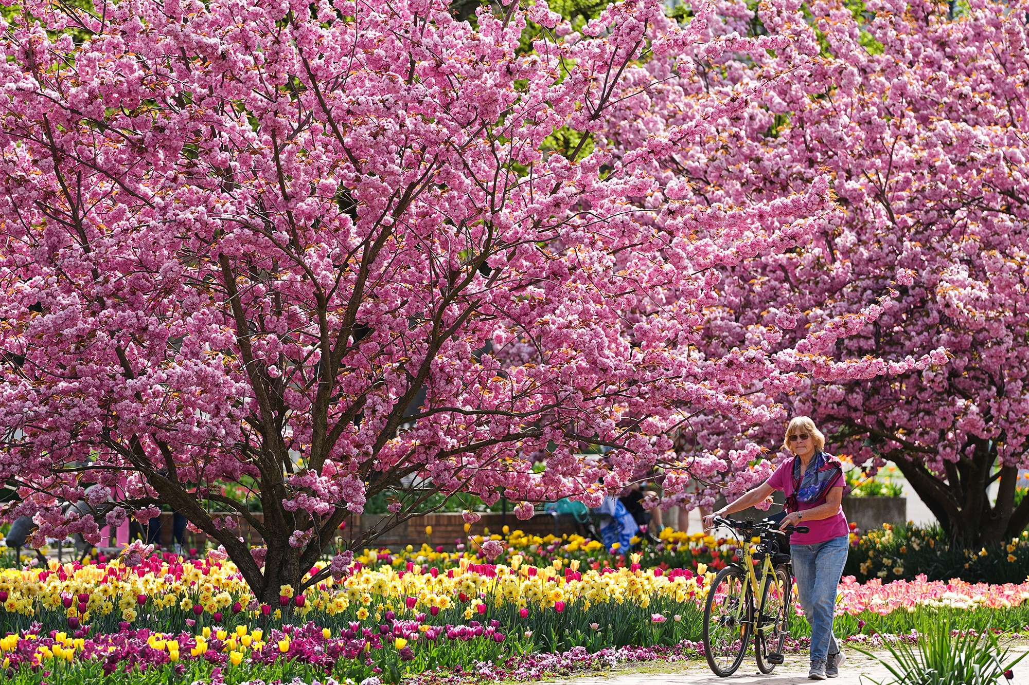 A person walks their bike past blossoming cherry trees.
