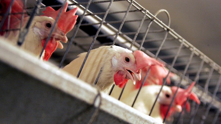 Massachusetts Ballot Initiative May Dictate Animal Confinement Regulations The Atlantic,Dryer Outlet Cover Plate