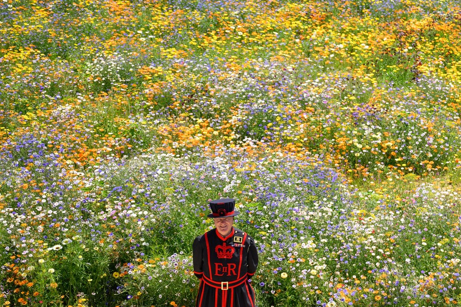 A Tower of London guard stands in front of a large field of wildflowers.