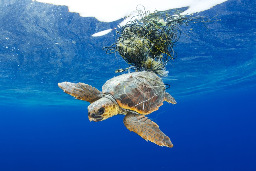 Winners of the 2019 Ocean Art Underwater Photo Contest - The Atlantic