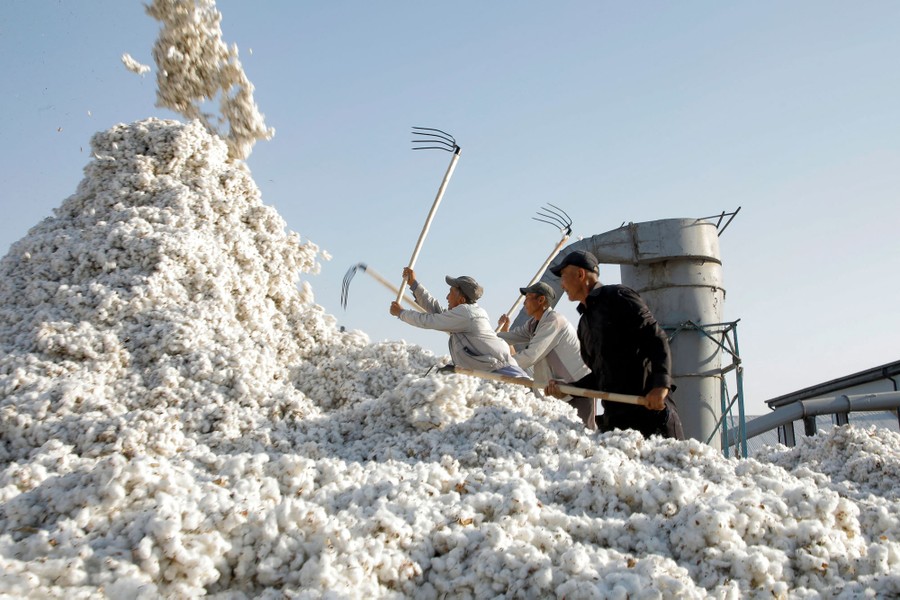 Three men use hand tools to move and pile large quantities of cotton.