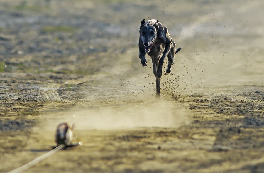 A dog chases a mechanical rabbit on a dirt track.