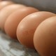 A row of chicken eggs