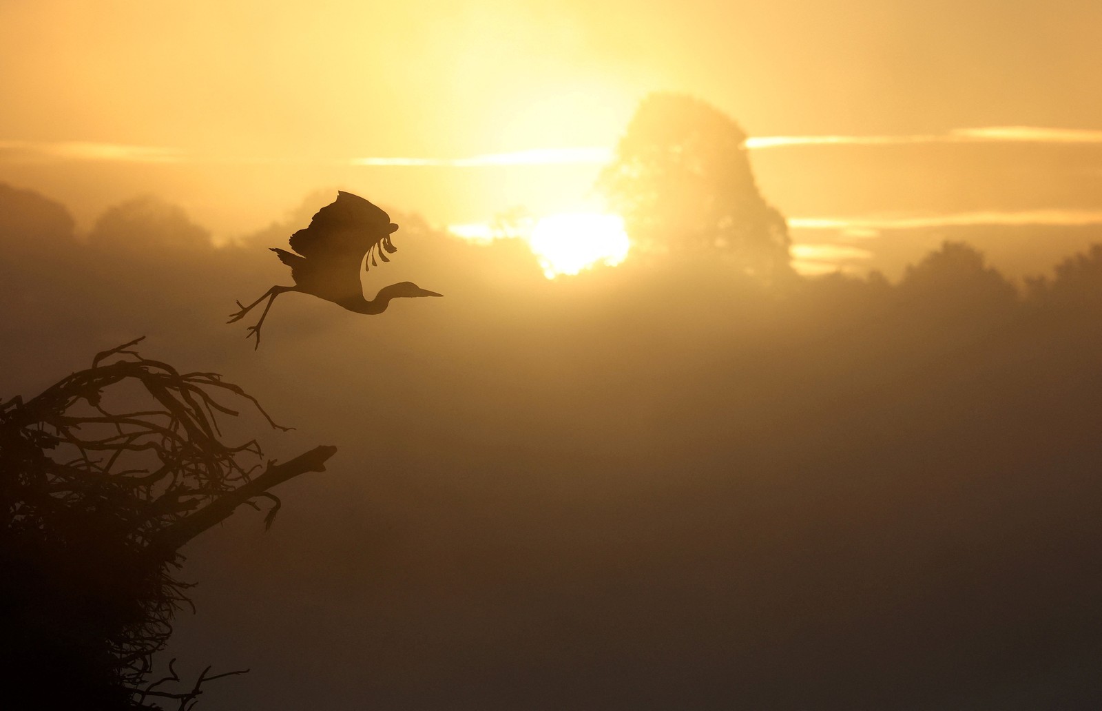 A heron takes flight during a misty sunrise.