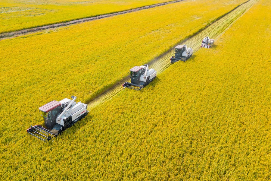 Four harvesting machines form lines through a field, harvesting crops.