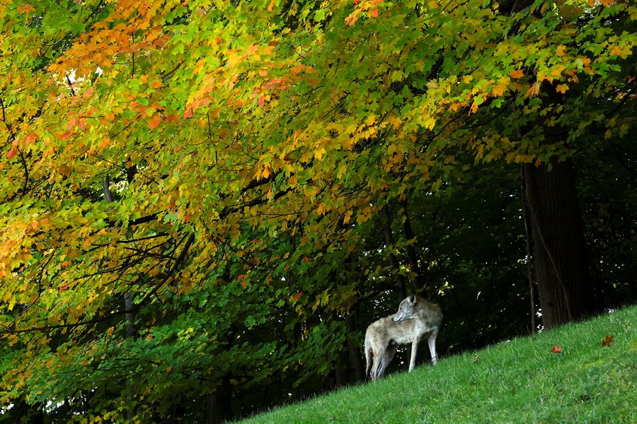 A coyote stands on grass beneath leafy tree branches.