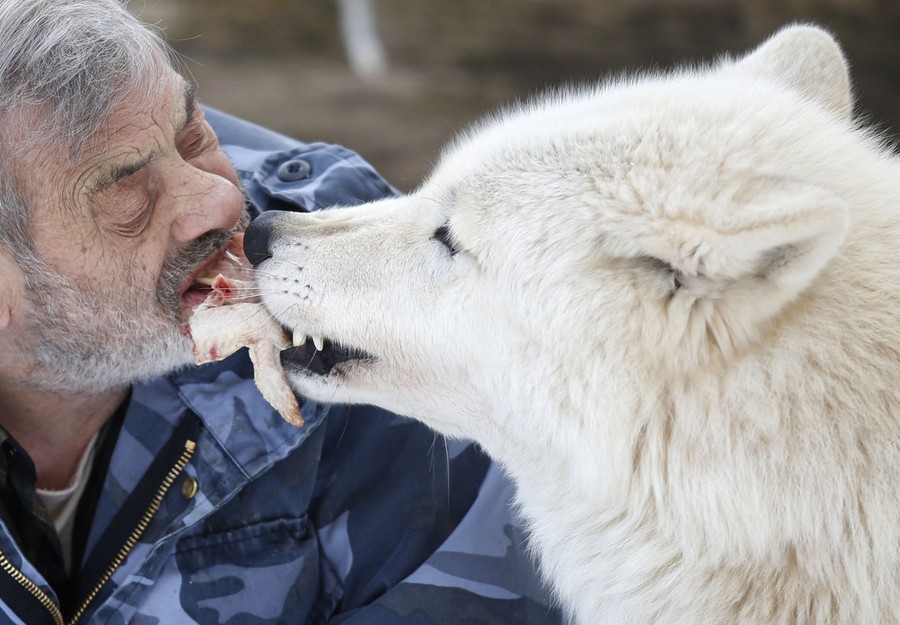 german man living with wolves