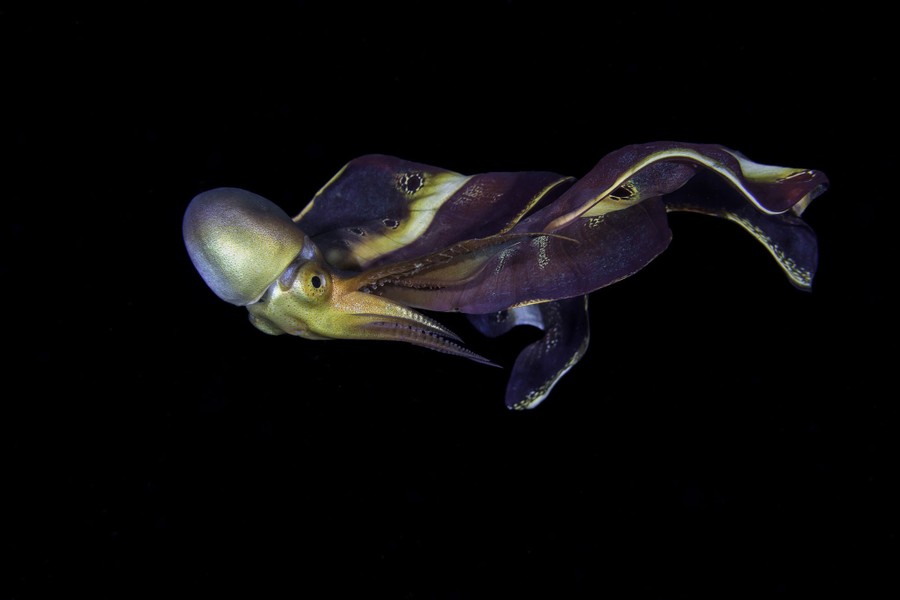 Winners of the 2022 Ocean Art Underwater Photo Contest - The Atlantic