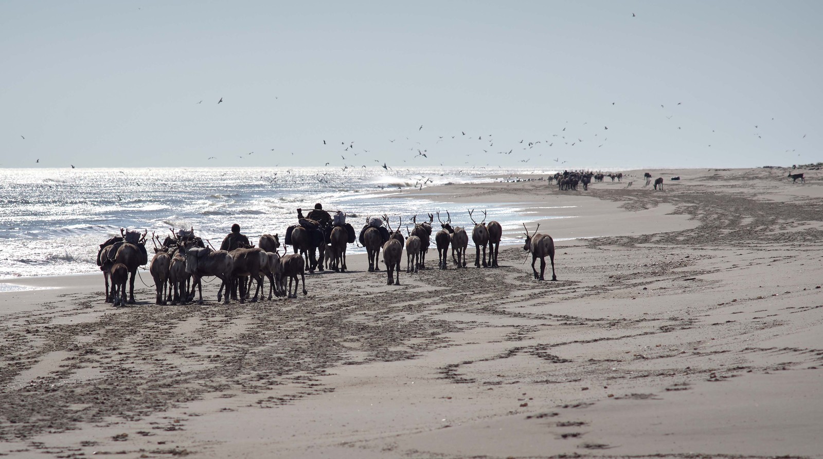 Several herds of reindeer, as well as a few people, walk down a long beach.