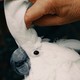 A hand stroking a parrot