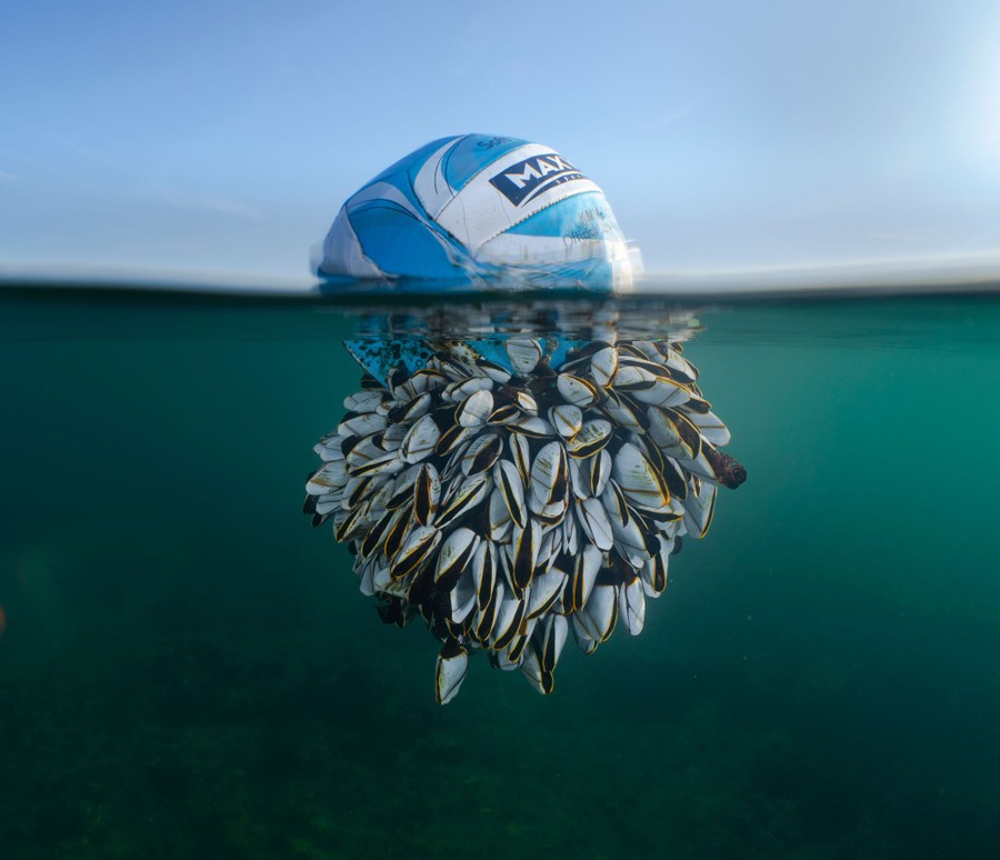 A soccer ball floats in ocean water, with a large cluster of barnacles attached to its underside, below the waterline.