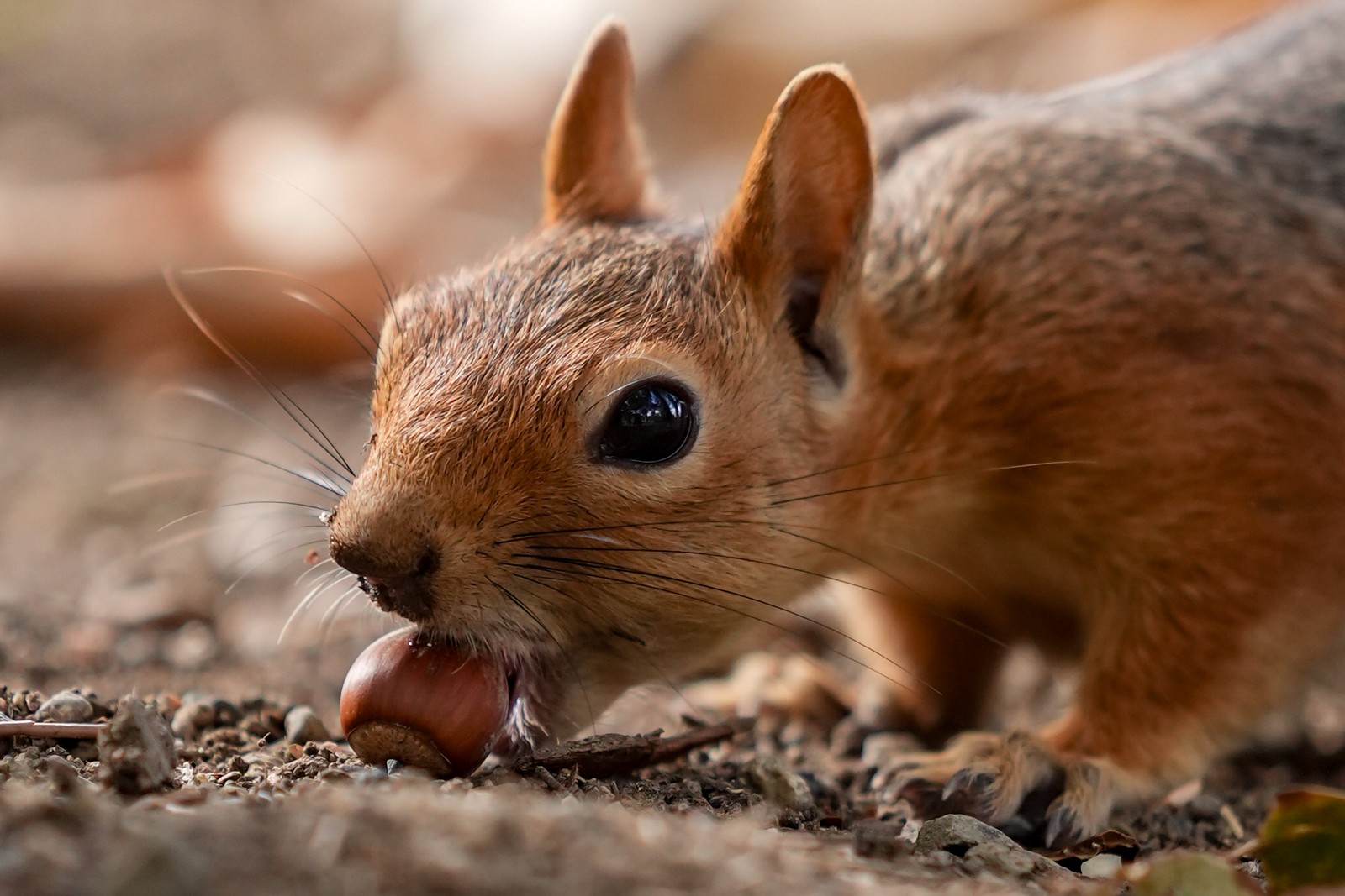 A close view of a squirrel biting a nut on the ground