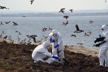 A team of rangers clears deceased birds from Staple Island.