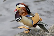 A Mandarin duck in Central Park