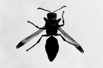 A gray-scale photo of a winged insect from below