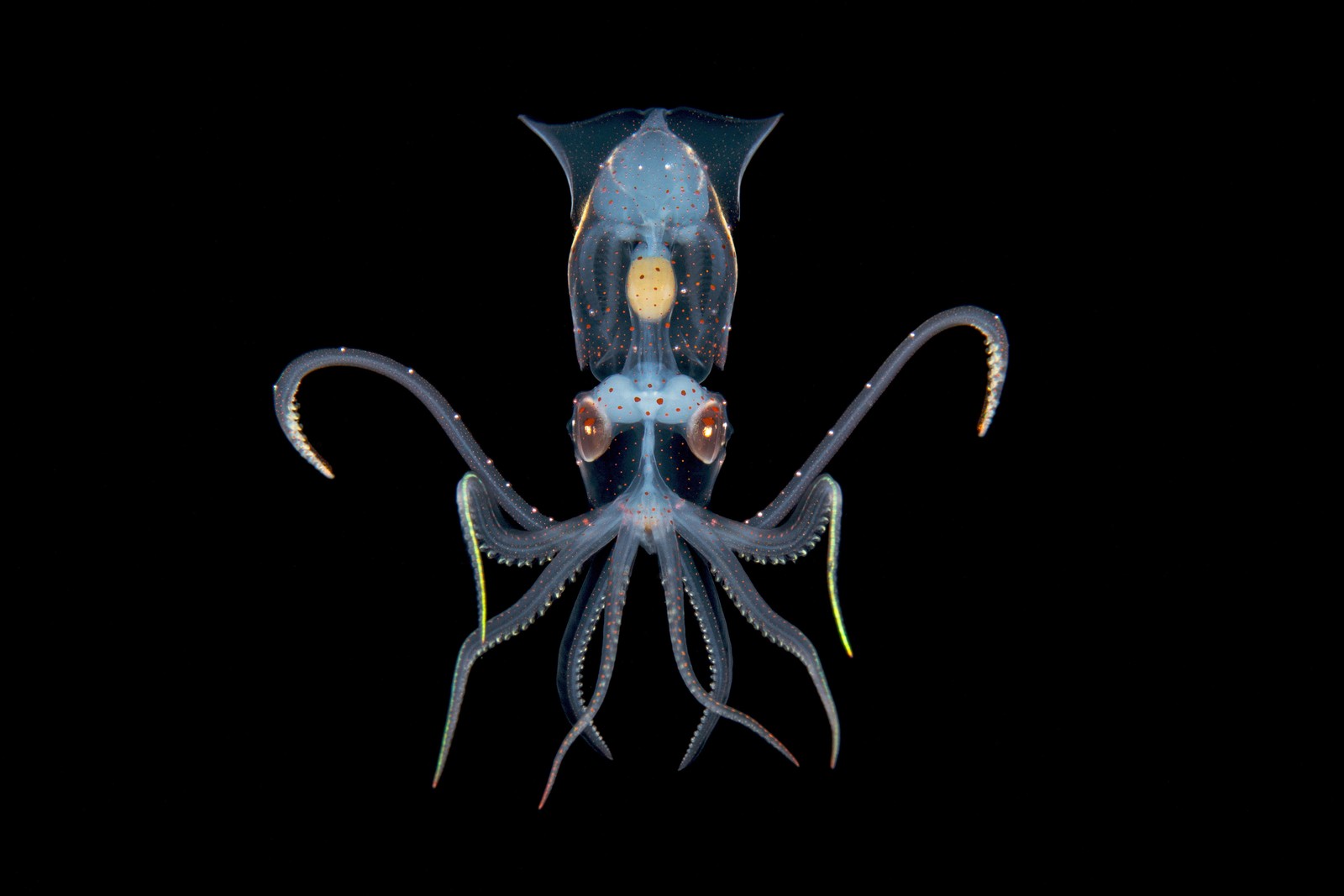 A small, mostly-transparent squid, floating in dark water