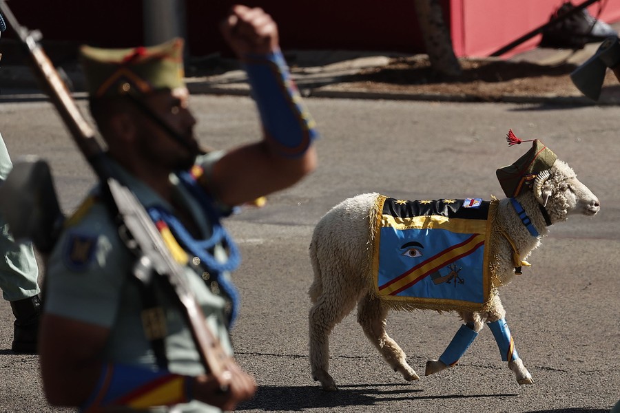 A lamb wearing a military banner marches alongside soldiers during a parade.
