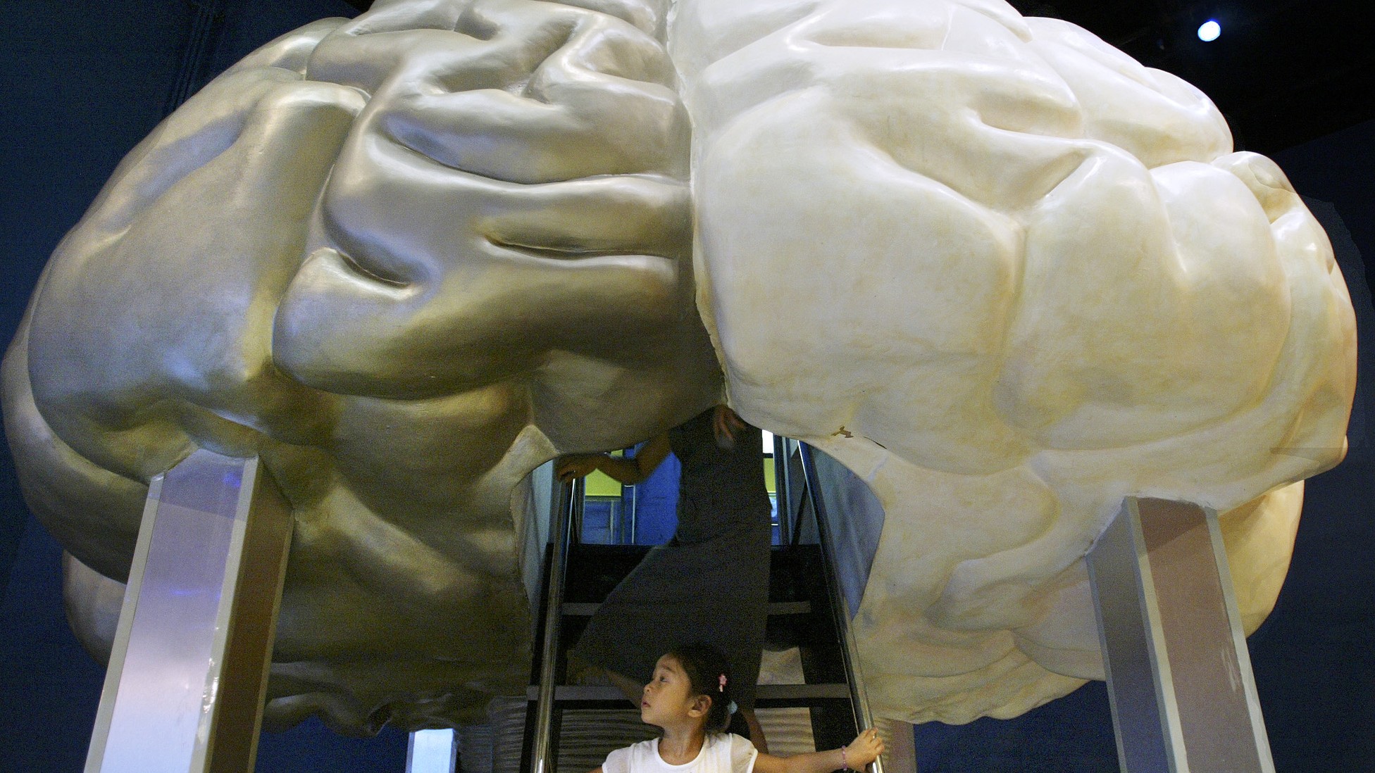 Large brain. Big Brain.