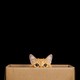 An orange tabby in a box