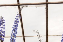 tall purple flowers against a greenhouse roof