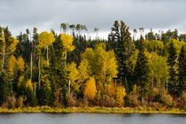 A forest on the shore of a lake in Canada