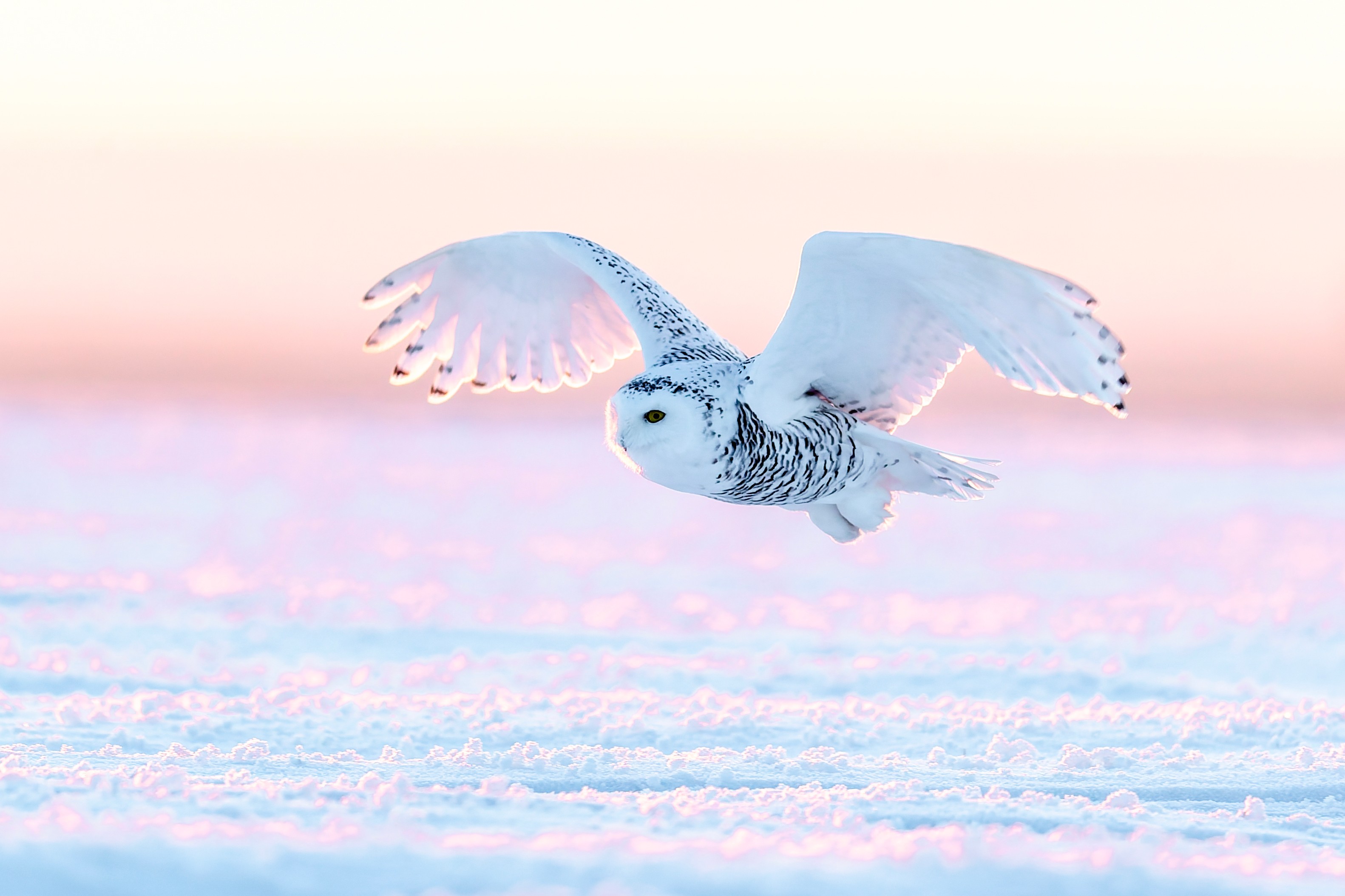 A snowy owl glides over a snow-covered field.