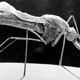 A close-up image of a mosquito