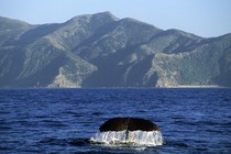 A whale's tail appears above water with mountains in the background