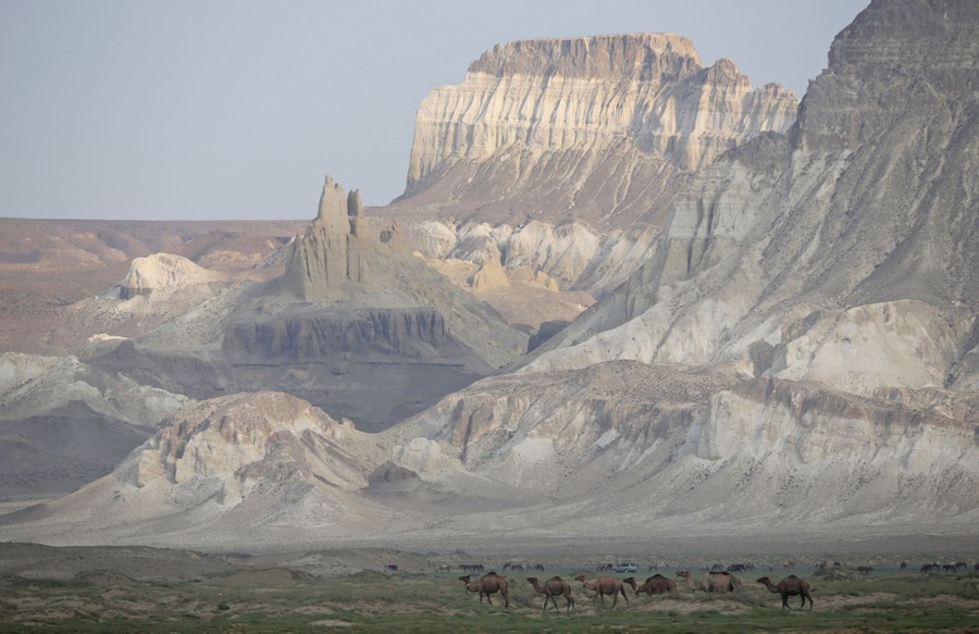 Camels graze in a dry landscape in front of tall mountains.