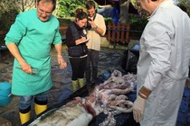 Researchers inspect a giant squid that has washed ashore