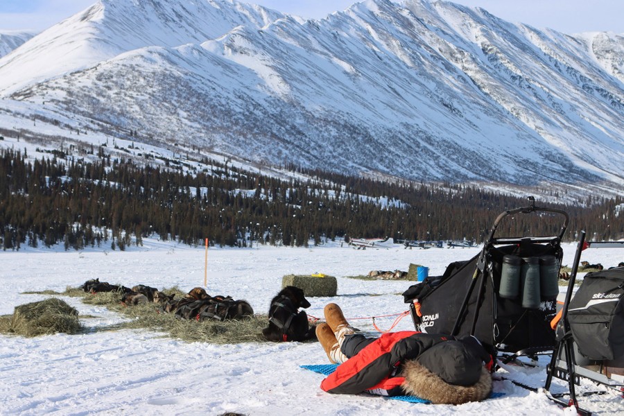 A musher sleeps on the snowy ground beside his dog team, who rest on straw.