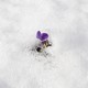 A sweet pea field covered in snow