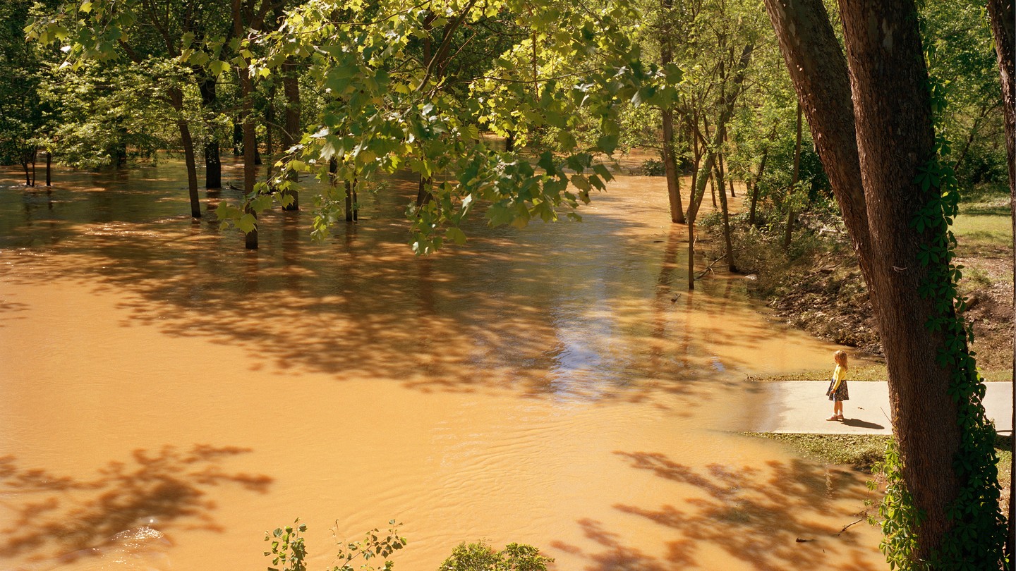photo of a small girl standing on a path at the edge of a sunny forest flooded with brown water