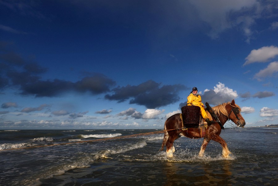 A person wearing yellow waterproof clothing rides on the back of a horse that is dragging a net out of the surf onto a beach.