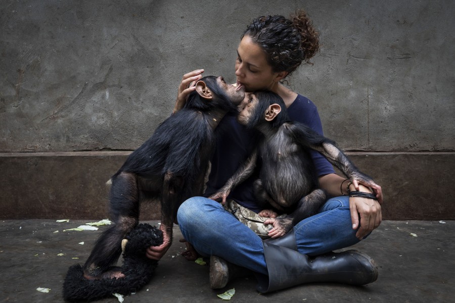 A person sits on the floor of a room, tenderly holding two young chimpanzees.