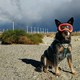 Dog in front of wind turbines