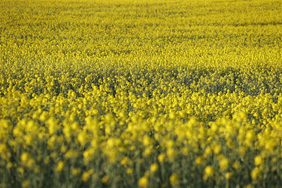 A field of yellow flowers